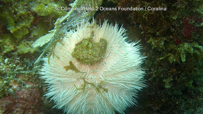 Sea Urchins (23)